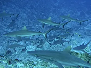Grey Reef, Sharks - in the Tumotos, French Polynesia. There are thousands of these sharks living in the passes into the lagoons. They are a great tourist attraction. Fakarava, Indopacific