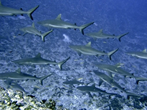 Grey Reef SHARKS - in the Tumotos, French Polynesia. There are thousands of these sharks living in the passes into Grey Reef SHARKS - in the Tumotos, French Polynesia. There are thousands of these sharks living in the passes into