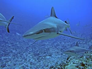 Sharks Collection: Grey Reef Sharks - in the Tumotos, French Polynesia. There are thousands of these sharks living in
