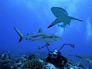 Images Dated 11th April 2005: Grey Reef sharks - with underwater photographer