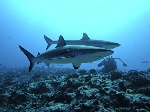 Grey Reef SHARKS - an underwater photographer with 2 sharks