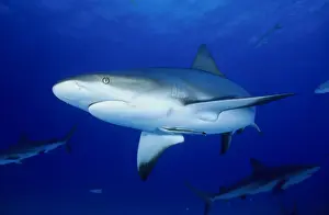 Grey Reefsharks - Underwater. Carribean Sea