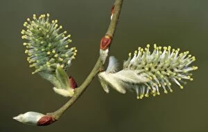 Images Dated 22nd December 2006: Grey Sallow Catkins UK