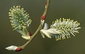 Willows Prints: Grey Sallow Catkins UK