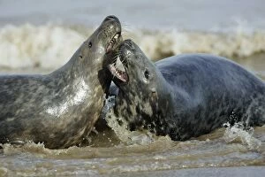 Grey Seal - 2 bulls fighting in surf during breeding season