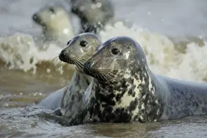Grey Seal - 2 cows on alert in surf. Donna Nook seal sanctuary, Lincolnshire, UK