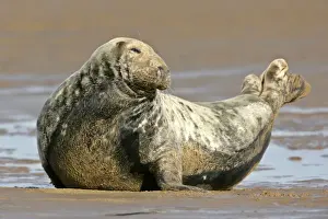 Army Prints: Grey Seal adult grey seal resting on sand bank Donna Nook, Lincolnshire coast, England, UK