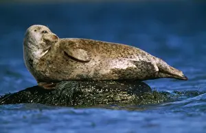 Grey Seal - basking on rocks in sea
