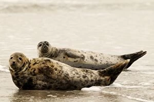 Images Dated 6th March 2008: Grey seal - two on beach. Helgoland - Germany