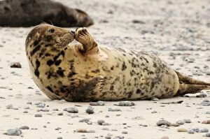 Images Dated 6th March 2008: Grey seal - on beach. Helgoland - Germany