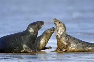 Social Behaviour Prints: Grey Seal - bull and 2 cows during breeding season