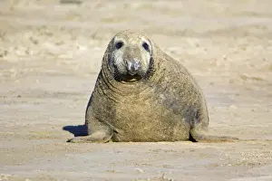 Seal Prints: Grey Seal - bull on beach, Donna Nook seal sanctuary. Lincolnshire, UK