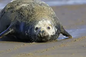 Grey Seal - bull on beach. Donna Nook seal sanctuary, Lincolnshire, UK