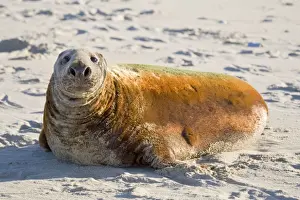 Coats Prints: Grey Seal - bull with colourful coat lying on beach - Norfolk England