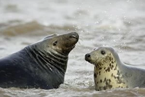 Grey Seal - bull and cow in surf during breeding season