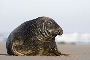 Images Dated 19th November 2005: Grey Seal Bull - Donna Nook - Lincolnshire - UK