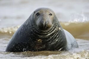 Grey Seal - bull emerging from sea