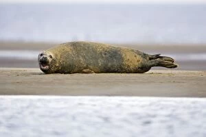 Images Dated 4th November 2006: Grey Seal - bull lying on sand-bank Donna Nook seal sanctuary, Lincolnshire, UK