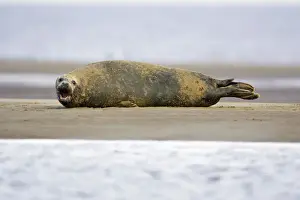 Grey Seal - bull lying on sand-bank Donna Nook seal sanctuary, Lincolnshire, UK