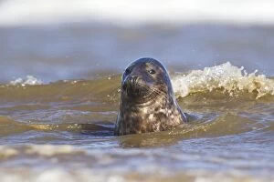 Images Dated 29th September 2013: Grey Seal - bull portrait in the surf - September