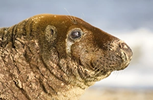 Images Dated 3rd December 2004: Grey Seal Bull resting on Beach Waxham Beach Norfolk UK