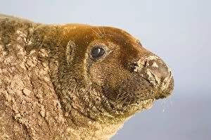 Images Dated 3rd December 2004: Grey Seal Bull resting on Beach Waxham Beach Norfolk UK
