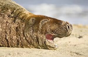 Images Dated 3rd December 2004: Grey Seal Bull resting and yawning on Beach Waxham Beach Norfolk UK