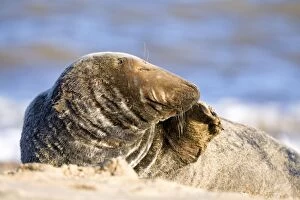 Grey Seal - Bull scratching nose
