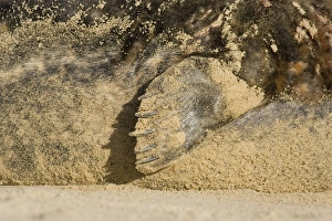 Images Dated 3rd December 2004: Grey Seal Close up of flipper Waxham Beach Norfolk UK