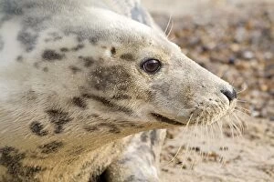 Images Dated 19th November 2008: Grey Seal - Cow