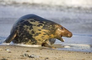 Grey Seal - cow in agressive posture