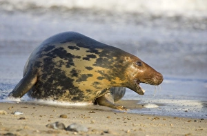 Images Dated 3rd December 2004: Grey Seal Cow in agressive posture Waxham Beach Norfolk UK