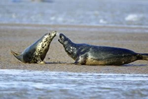 Grey Seal - cow and bull confrontation during breeding season