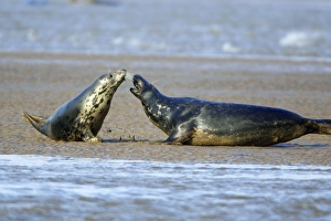 Grey Seal - cow and bull confrontation during breeding season Grey Seal - cow and bull confrontation during breeding season