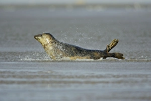 GREY SEAL - Cow / female