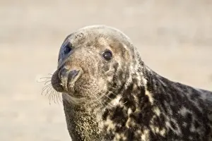 Grey Seal - cow lying on beach - Norfolk England