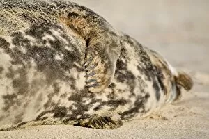 Grey Seal - cow lying on beach showing front flippers