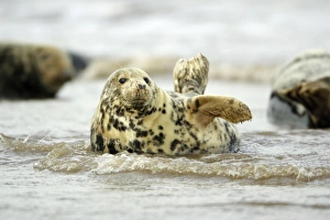 GREY SEAL - Cow / female