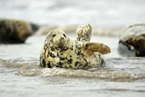 Grey Seal - cow lying in surf. Donna Nook seal sanctuary, Lincolnshire, UK