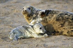 Grey Seal - cow with newly born pup on beach