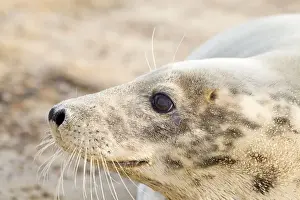 Grey Seal - Cow - Norfolk - UK
