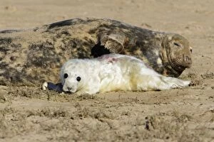 Grey Seal - cow with pup on beach, Donna Nook seal sanctuary