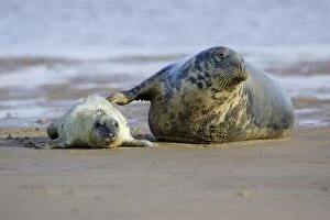 Images Dated 4th November 2006: Grey Seal - cow with pup on beach Donna Nook seal sanctuary, Lincolnshire, UK