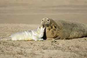 Seal Prints: Grey Seal - cow with pup on beach, Donna Nook seal sanctuary. Lincolnshire, UK