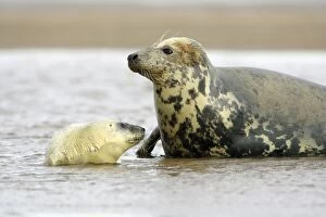Grey Seal - cow with pup in sea