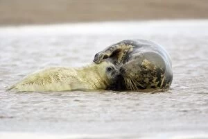 Images Dated 4th November 2006: Grey Seal - cow with pup in sea, Donna Nook seal sanctuary, Lincolnshire, UK