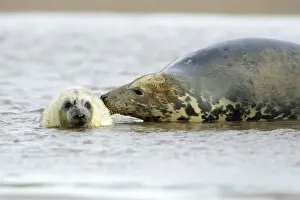 Grey Seal - cow with pup in sea. Donna Nook seal sanctuary, Lincolnshire, UK