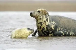 Grey Seal - cow with pup in sea Donna Nook seal sanctuary, Lincolnshire, UK