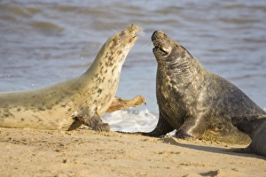 Images Dated 3rd December 2004: Grey Seal Cow Resisting Attention of Bull Norfolk UK