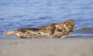 Images Dated 2nd November 2006: Grey Seal - Cow resting on breeding beach Norfolk UK